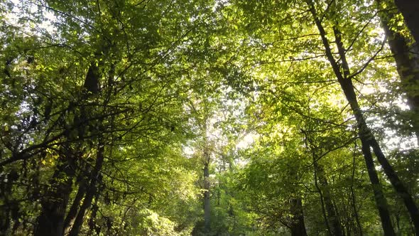 Forest with Trees in an Autumn Day