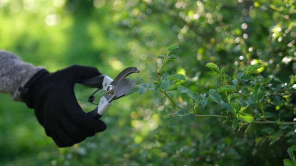 Gardening Concept  Gardener with Secateurs Cutting Branches of Bushes