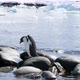 Gentoo Penguin - VideoHive Item for Sale