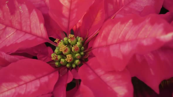 Slow motion. Close up of large poinsettia for Christmas decoration.