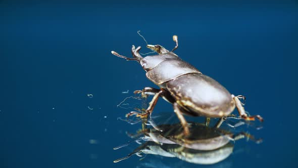 Stag Beetle is Crawling on Mirror Glass Surface and Moving Its Antennas in Macro