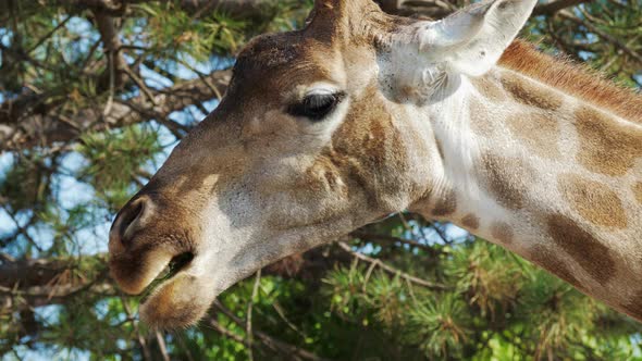 Giraffe Eats Plant Food in Africa