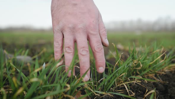 Farmer Hand Touches Green Wheat Crop Germ Agriculture Industry