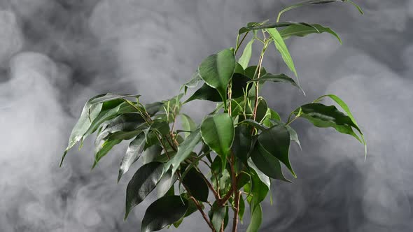 Smoke on a Ficus in a Pot on a Black Background