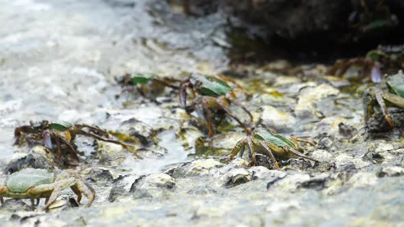 Crabs on the Rock at the Beach