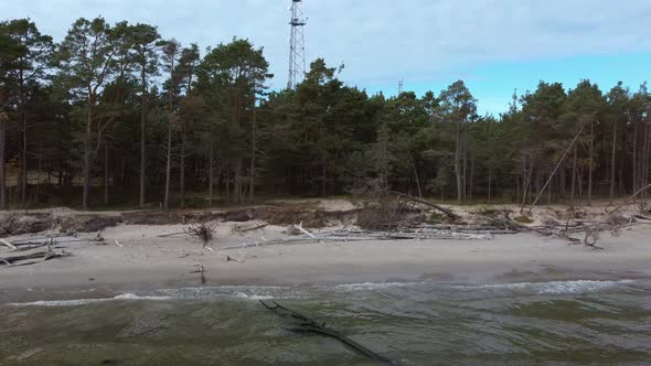 Aerial View Beach After the Storm With Fallen Trees and Trunks. 