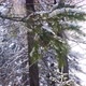 pine branches in the snow - VideoHive Item for Sale