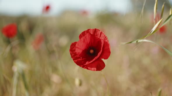 Poppy Alone in the Field