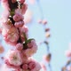 Blossom Pink Sakura - VideoHive Item for Sale
