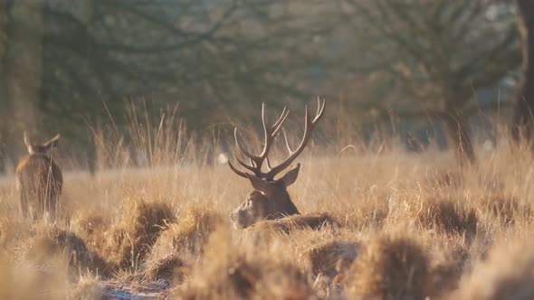 Red deer stag resting low angle winter morning golden hour slow motion