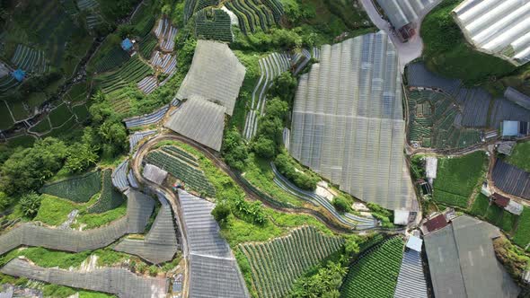 Cameron Highlands, Pahang Malaysia