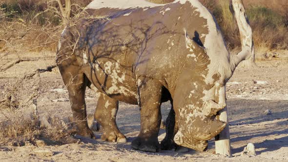 A Huge White Rhino Covered In Dirt Sharpening Its Horn On A Stump Of Wood On A Sunny Day In Khama Rh