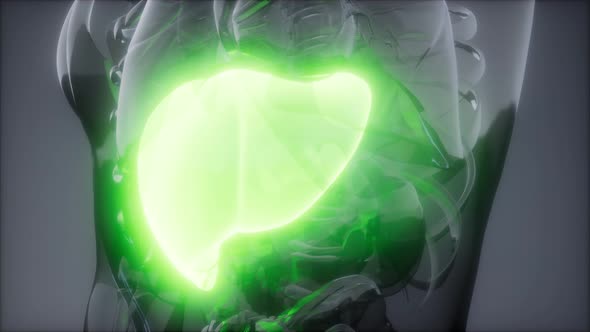 Human Liver Radiology Exam alt