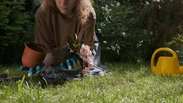 Woman Planting Busy Lizzie Flowering Plant Into Ground