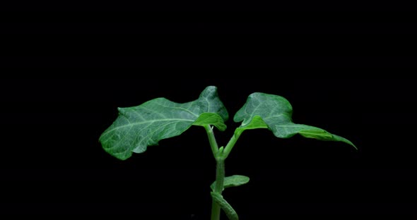 Timelapse Video of Growing Beans