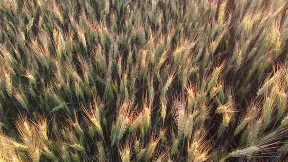 Review of barley crops in the field of the farm.