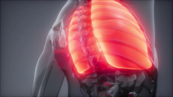 Human Lungs Radiology Exam