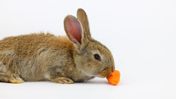 Little Fluffy Cute Brown Rabbit with Big Ears Eating a Ginger Carrot on a Gray Background in the