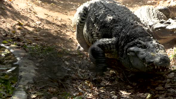 Massive Crocodile walking to the waters