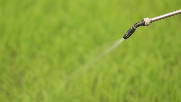 Farmer Spraying Liquid Fertilizer On The Rice Field