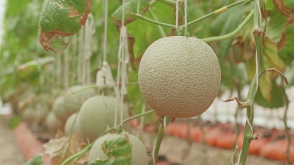 Melon In Green House Of Melon Farm