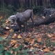 Hunting Dog Breed Weimaraner Silver Ghost Digging a Hole in the Ground in Forest - VideoHive Item for Sale