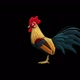 Rooster Looped - VideoHive Item for Sale