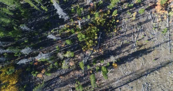 Aerial flight looking down showing many dead pine trees from the mountain pine beetle kill