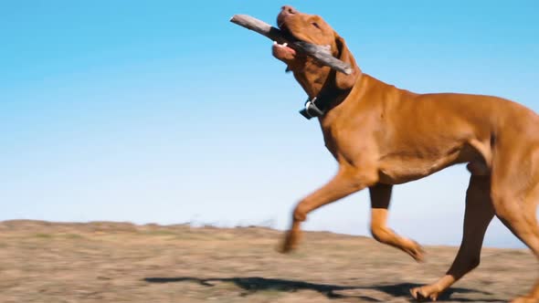 Young Happy Hungarian Vizsla Dog Running with Stick in Mouth. Slow Motion 