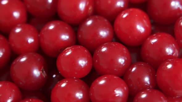 Fresh Juicy Wet Red Cherry Rotation