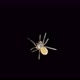Spider Under a Microscope Arachnida Class Arthropoda Squad - VideoHive Item for Sale
