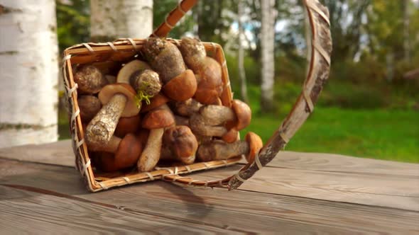 Freshly Picked Mushrooms Fall From a Birch Basket