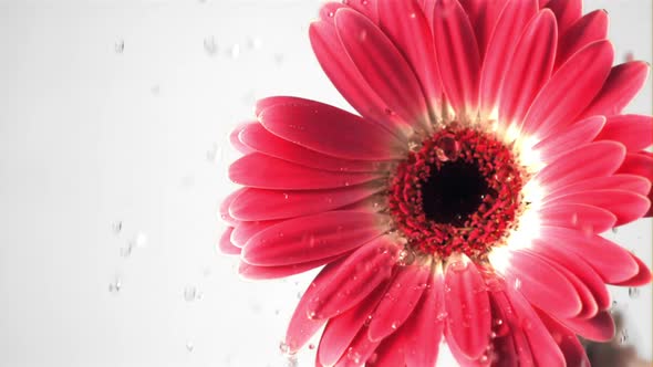 Super Slow Motion on the Pink Flower Gerberas Drop Drops of Water
