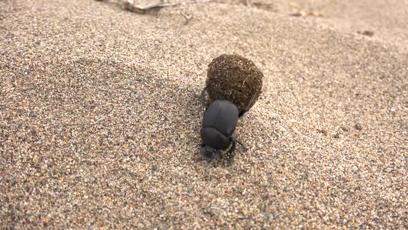 Scarab Beetle Rolling a Ball of Dung