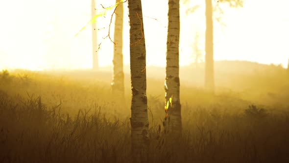 Sunrise Fog in Birch Tree Forest