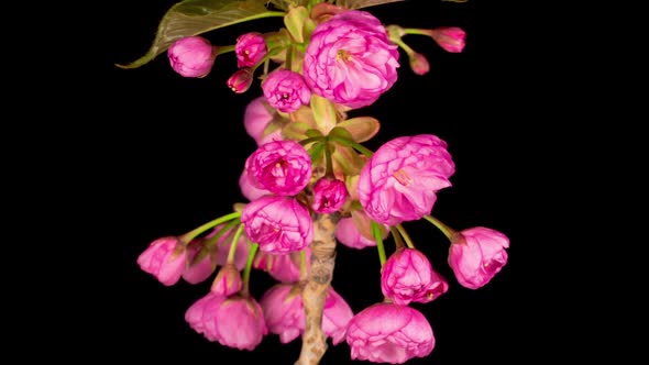 Time Lapse of Beautiful Opening Pink Sakura Flowers Bunch