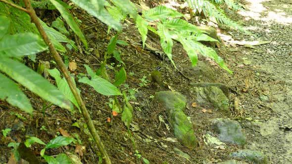 Green little bird with black head walking around the forest ground. Costa Rica sunny day