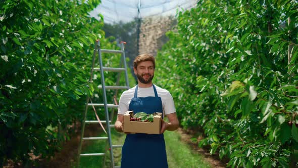 Entrepreneur Farming Cherry Berry Show Organic Food Box in Garden Fruit Orchard