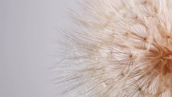 Dandelion Head Spins on White Background