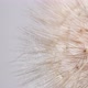 Dandelion Head Spins on White Background - VideoHive Item for Sale
