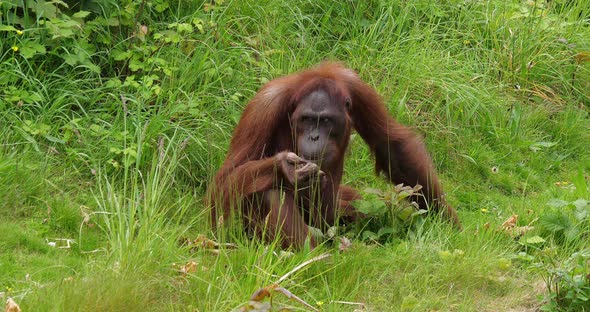 Orang Utan, pongo pygmaeus, Female in the vegetation, slow motion 4K
