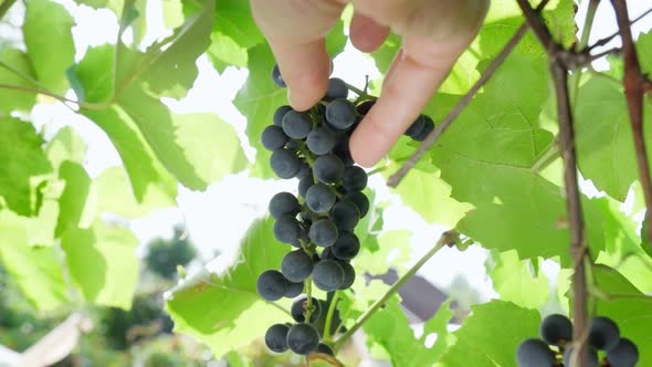 Bunch of Black Grapes on the Vine