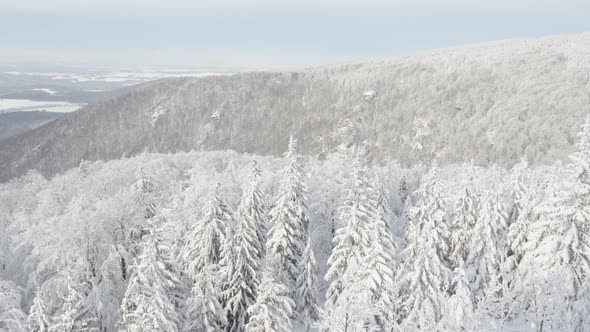 A Snowcovered Forest Winter Landscape in Mountains  Top View