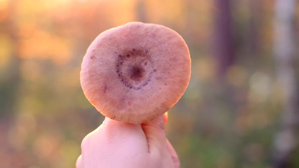Mushroom season.Mushroom in a female hand  on blurred autumn  forest background.