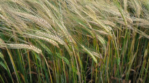 Corn Plants In The Breeze