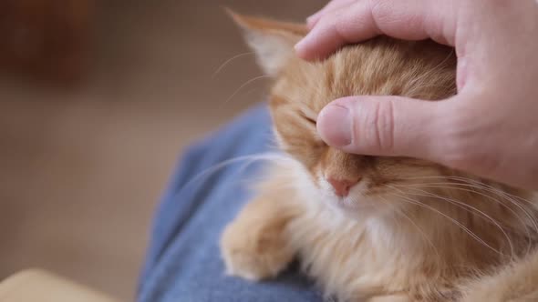 Man Strokes Cute Ginger Cat