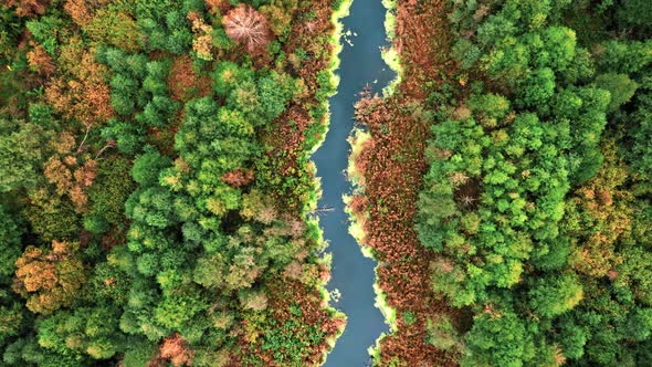 River, swamp and algae in autumn, aerial view