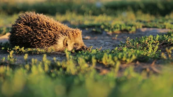 A hedgehog in the green grass on a sunny day.