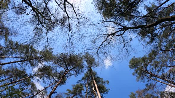 Walking Through the Forest with Pine Trees During the Day POV Slow Motion