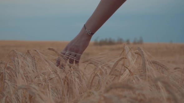 Close Up Of A Young Woman's Hand Touching A Golden Wheat Germ